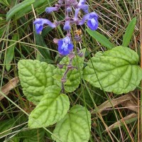 Scutellaria violacea var. violacea Heyne ex Benth.